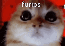 Angy Cat Very Angry GIF - Angy cat Very angry Angry - Discover & Share GIFs